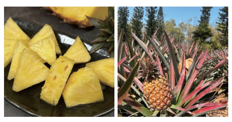 大日成功青果有限公司